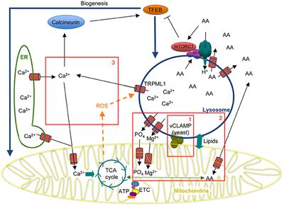 Mitochondria and Lysosomes: Discovering Bonds